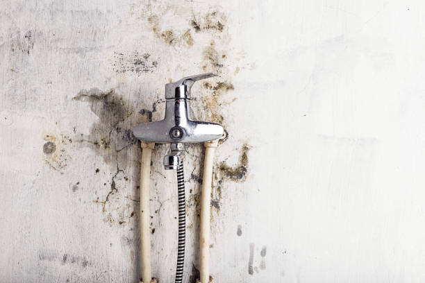 Best Mold Remediation for Specific Building Types in Cresaptown, MD