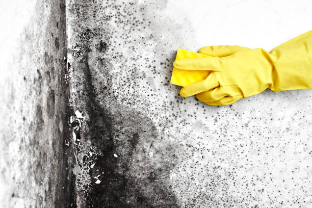 Best Emergency Mold Remediation in Cresaptown, MD