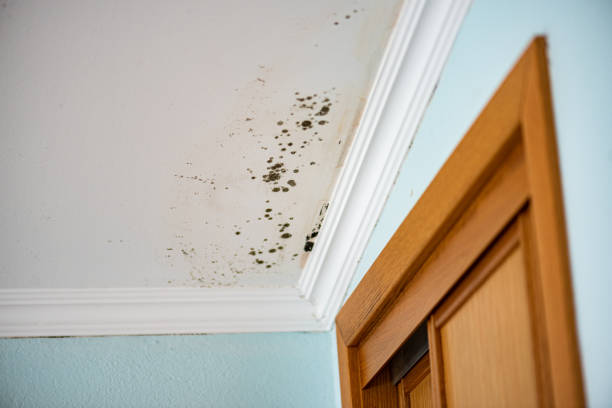 Best HVAC Mold Remediation in Cresaptown, MD
