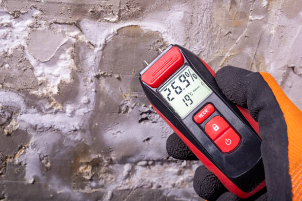 Best Basement Mold Remediation in Cresaptown, MD