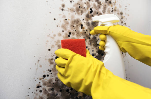 Best Insurance-Related Mold Remediation in Cresaptown, MD