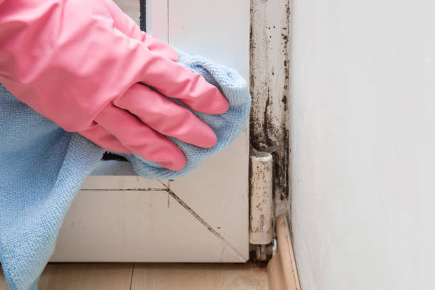 Best Commercial Mold Remediation in Cresaptown, MD